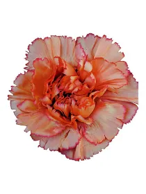 Goopy geer arancio fg 20 - standard carnation young plant H. 10 cm Carnation / Garofano - Azienda Agricola Di Giorgio Antonio Ss