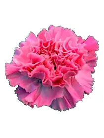Goopy geer rosa - standard carnation young plant H. 10 cm Carnation / Garofano - Azienda Agricola Di Giorgio Antonio Ss