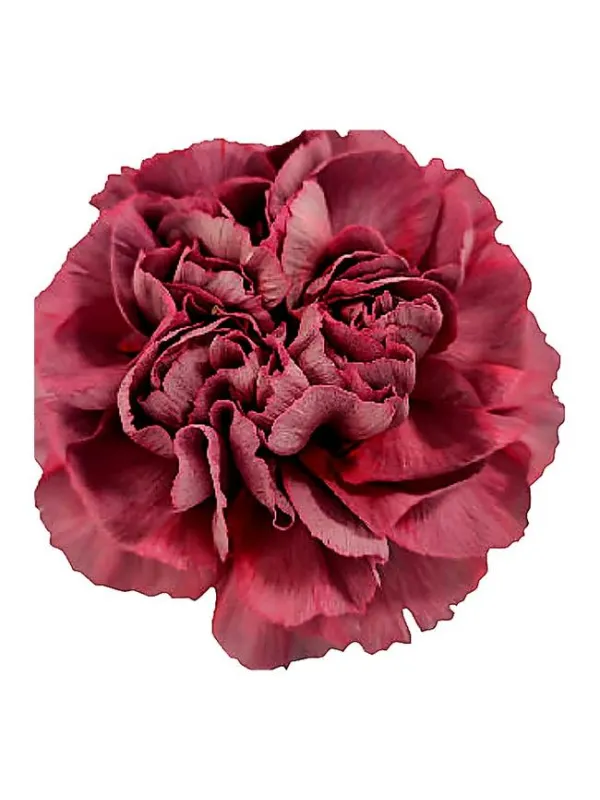 Grigio rs 712 - standard carnation young plant H. 10 cm Carnation / Garofano - Azienda Agricola Di Giorgio Antonio Ss