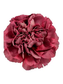 Grigio rs 712 - standard carnation young plant H. 10 cm Carnation / Garofano - Azienda Agricola Di Giorgio Antonio Ss