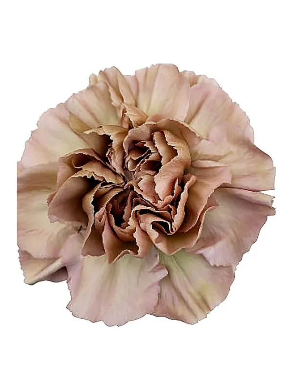 Happy chery np 149 - standard carnation young plant H. 10 cm Carnation / Garofano - Azienda Agricola Di Giorgio Antonio Ss