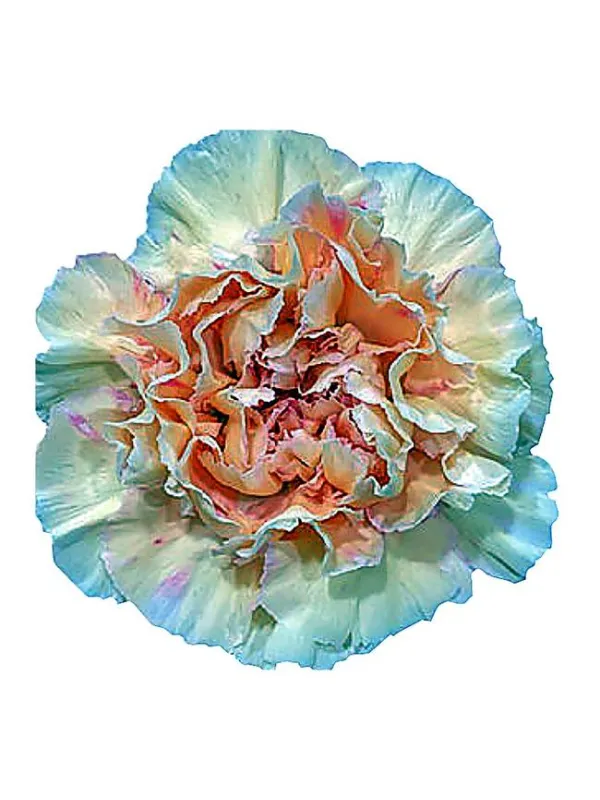 Happy claro lm 718 - standard carnation young plant H. 10 cm Carnation / Garofano - Azienda Agricola Di Giorgio Antonio Ss