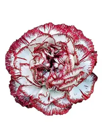 Happy fans lm 938 - standard carnation young plant H. 10 cm Carnation / Garofano - Azienda Agricola Di Giorgio Antonio Ss