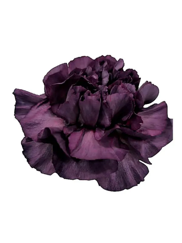 Happy gema lm 45 - standard carnation young plant H. 10 cm Carnation / Garofano - Azienda Agricola Di Giorgio Antonio Ss