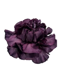 Happy gema lm 45 - standard carnation young plant H. 10 cm Carnation / Garofano - Azienda Agricola Di Giorgio Antonio Ss
