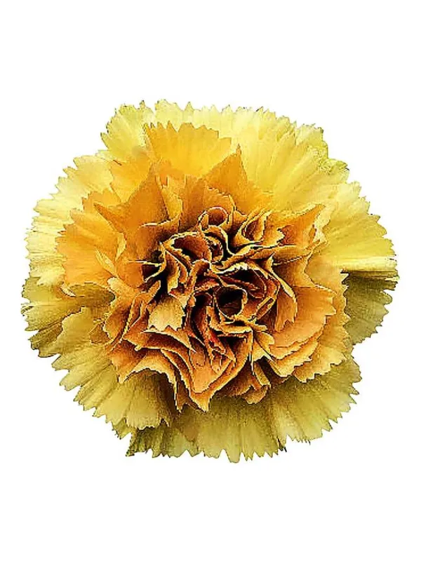 Happy haru lm 114 - standard carnation young plant H. 10 cm Carnation / Garofano - Azienda Agricola Di Giorgio Antonio Ss