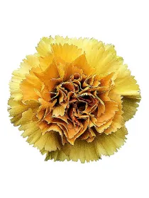 Happy haru lm 114 - standard carnation young plant H. 10 cm Carnation / Garofano - Azienda Agricola Di Giorgio Antonio Ss