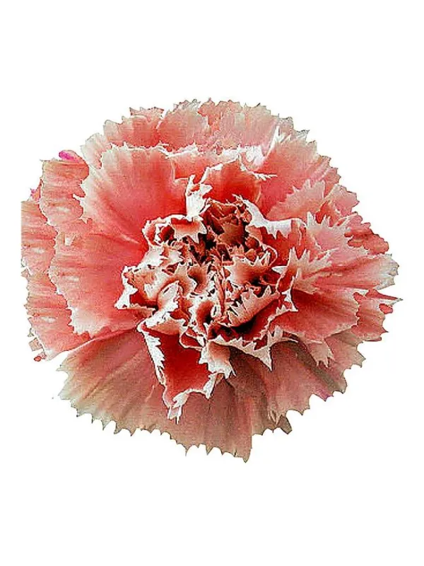 Happy hioshi mp265 - standard carnation young plant H. 10 cm Carnation / Garofano - Azienda Agricola Di Giorgio Antonio Ss
