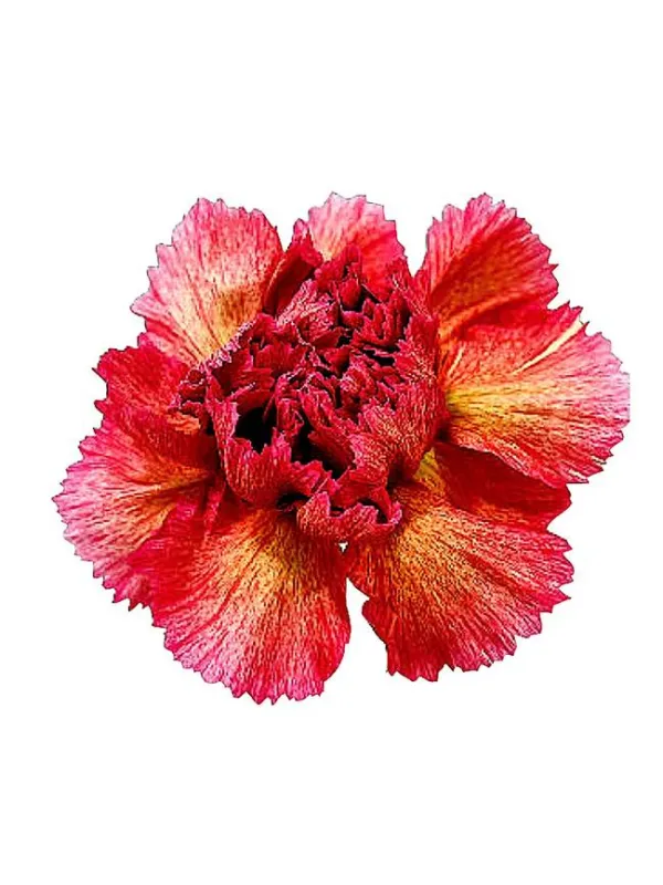 Happy sakura ciclamino - standard carnation young plant H. 10 cm Carnation / Garofano - Azienda Agricola Di Giorgio Antonio Ss