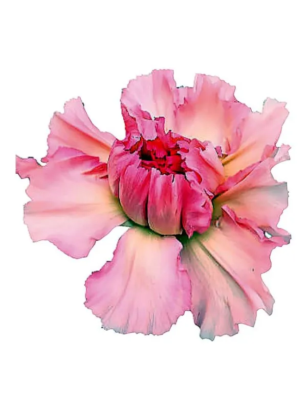Happy sakura t 14 - standard carnation young plant H. 10 cm Carnation / Garofano - Azienda Agricola Di Giorgio Antonio Ss