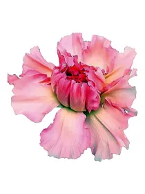 Happy sakura t 14 - standard carnation young plant H. 10 cm Carnation / Garofano - Azienda Agricola Di Giorgio Antonio Ss