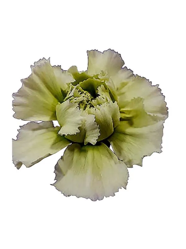 Happy sakura verde - standard carnation young plant H. 10 cm Carnation / Garofano - Azienda Agricola Di Giorgio Antonio Ss