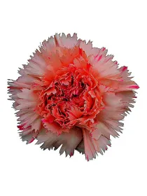 Happy soleado lm 879 - standard carnation young plant H. 10 cm Carnation / Garofano - Azienda Agricola Di Giorgio Antonio Ss
