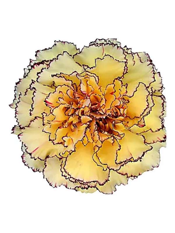 Happy tea lm 537 - standard carnation young plant H. 10 cm Carnation / Garofano - Azienda Agricola Di Giorgio Antonio Ss