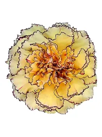 Happy tea lm 537 - standard carnation young plant H. 10 cm Carnation / Garofano - Azienda Agricola Di Giorgio Antonio Ss
