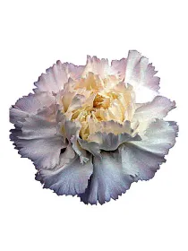 Holly w 958 - standard carnation young plant H. 10 cm Carnation / Garofano - Azienda Agricola Di Giorgio Antonio Ss