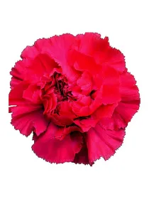 Hot magenta qr 871 - standard carnation young plant H. 10 cm Carnation / Garofano - Azienda Agricola Di Giorgio Antonio Ss