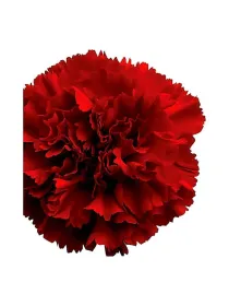 Iker lm 763 - standard carnation young plant H. 10 cm Carnation / Garofano - Azienda Agricola Di Giorgio Antonio Ss