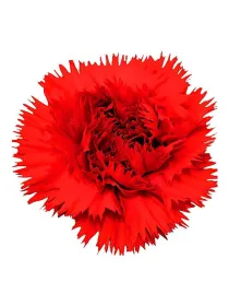Iskra de 682 - standard carnation young plant H. 10 cm Carnation / Garofano - Azienda Agricola Di Giorgio Antonio Ss
