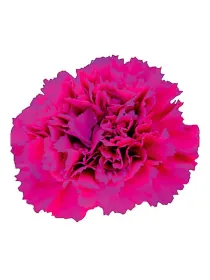 Jellyfish qr 338 - standard carnation young plant H. 10 cm Carnation / Garofano - Azienda Agricola Di Giorgio Antonio Ss