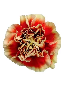 Lady amiga gh 163 - standard carnation young plant H. 10 cm Carnation / Garofano - Azienda Agricola Di Giorgio Antonio Ss