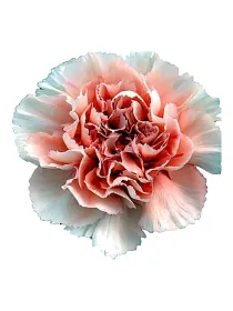 Lady bonita de 970 - standard carnation young plant H. 10 cm Carnation / Garofano - Azienda Agricola Di Giorgio Antonio Ss