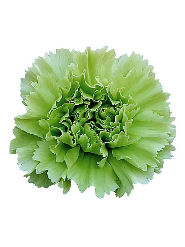 Lady cappuccino r 302 - standard carnation young plant H. 10 cm Carnation / Garofano - Azienda Agricola Di Giorgio Antonio Ss