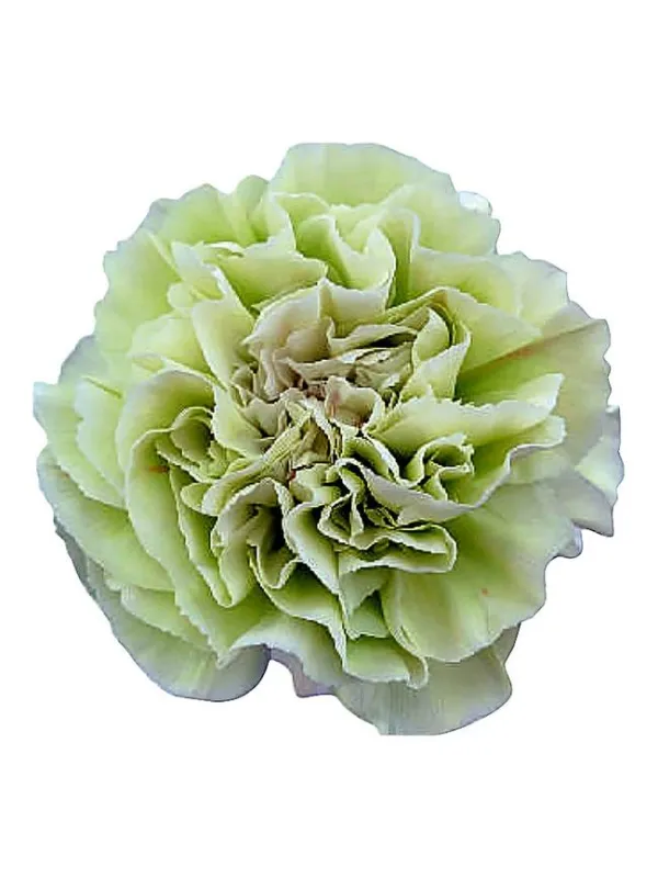 Lady chique qr 215 - standard carnation young plant H. 10 cm Carnation / Garofano - Azienda Agricola Di Giorgio Antonio Ss