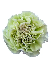 Lady chique qr 215 - standard carnation young plant H. 10 cm Carnation / Garofano - Azienda Agricola Di Giorgio Antonio Ss