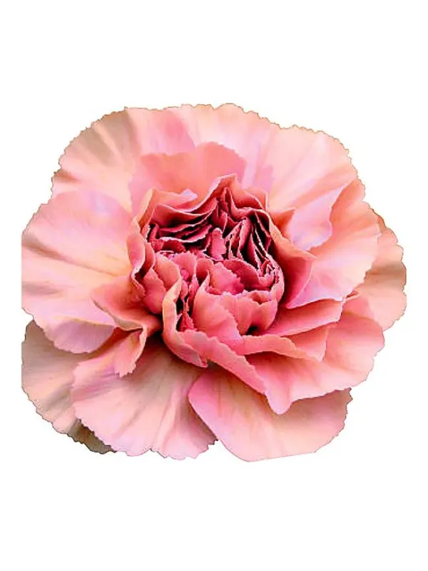 Lady dayana cd 35 - standard carnation young plant H. 10 cm Carnation / Garofano - Azienda Agricola Di Giorgio Antonio Ss
