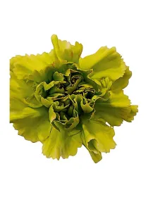 Lady lemon qr 458 - standard carnation young plant H. 10 cm Carnation / Garofano - Azienda Agricola Di Giorgio Antonio Ss
