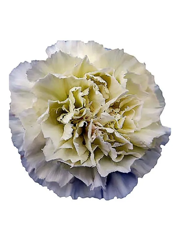 Lady moe hj 567 - standard carnation young plant H. 10 cm Carnation / Garofano - Azienda Agricola Di Giorgio Antonio Ss