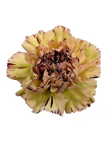 Lady pera qr 575 - standard carnation young plant H. 10 cm Carnation / Garofano - Azienda Agricola Di Giorgio Antonio Ss