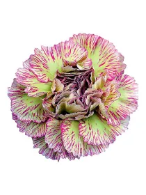 Lady sheen jk 150 - standard carnation young plant H. 10 cm Carnation / Garofano - Azienda Agricola Di Giorgio Antonio Ss