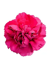 Lamoira cd 608 - standard carnation young plant H. 10 cm Carnation / Garofano - Azienda Agricola Di Giorgio Antonio Ss
