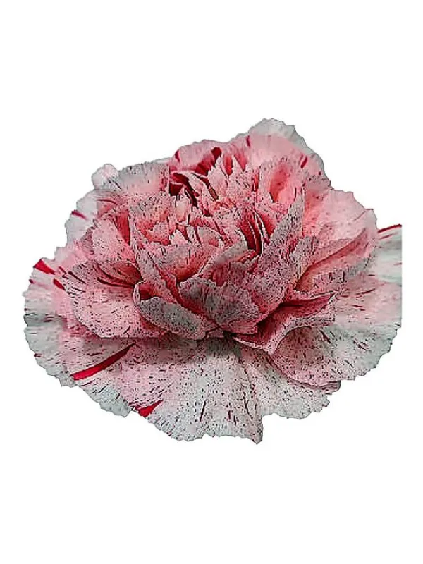 Lamoira fiesta - standard carnation young plant H. 10 cm Carnation / Garofano - Azienda Agricola Di Giorgio Antonio Ss