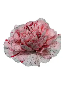 Lamoira fiesta - standard carnation young plant H. 10 cm Carnation / Garofano - Azienda Agricola Di Giorgio Antonio Ss
