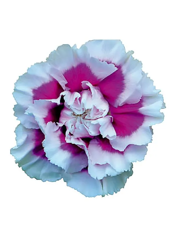 Laura f 230 - standard carnation young plant H. 10 cm Carnation / Garofano - Azienda Agricola Di Giorgio Antonio Ss