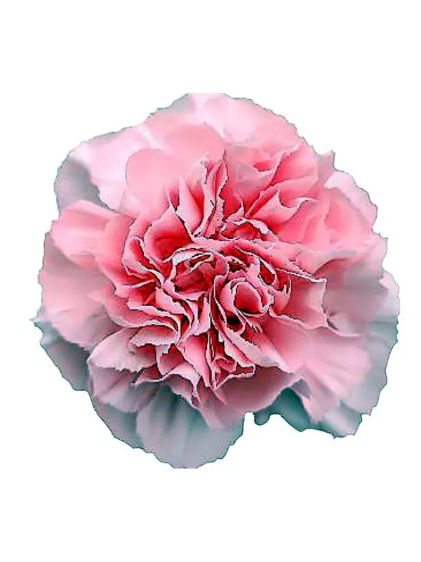 Leistun np 468 - standard carnation young plant H. 10 cm Carnation / Garofano - Azienda Agricola Di Giorgio Antonio Ss