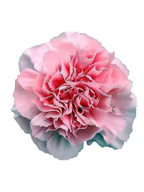 Leistun np 468 - standard carnation young plant H. 10 cm Carnation / Garofano - Azienda Agricola Di Giorgio Antonio Ss