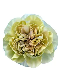 Ma qr 602 - standard carnation young plant H. 10 cm Carnation / Garofano - Azienda Agricola Di Giorgio Antonio Ss