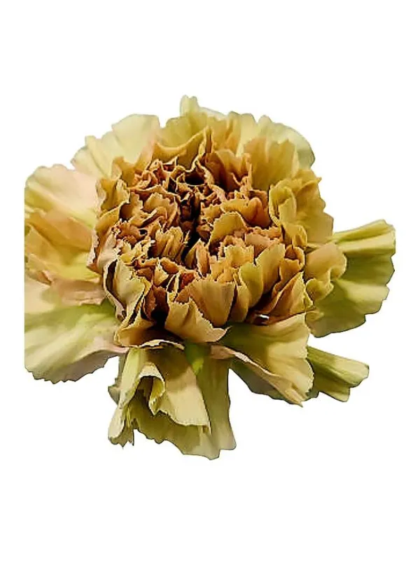 Ma rs 752 - standard carnation young plant H. 10 cm Carnation / Garofano - Azienda Agricola Di Giorgio Antonio Ss