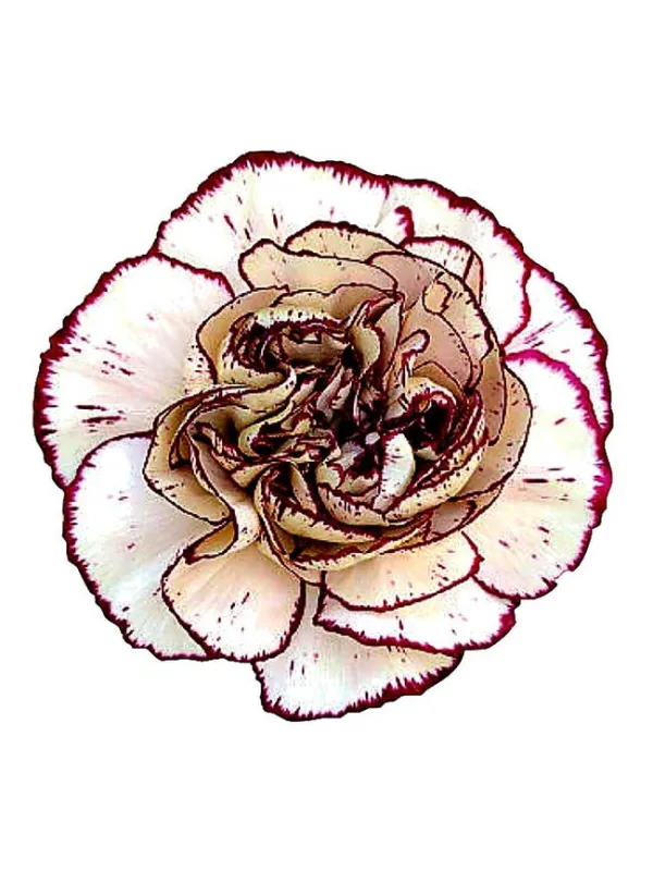 Mariann rs 118 - standard carnation young plant H. 10 cm Carnation / Garofano - Azienda Agricola Di Giorgio Antonio Ss