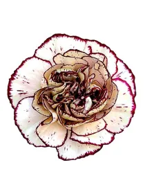 Mariann rs 118 - standard carnation young plant H. 10 cm Carnation / Garofano - Azienda Agricola Di Giorgio Antonio Ss