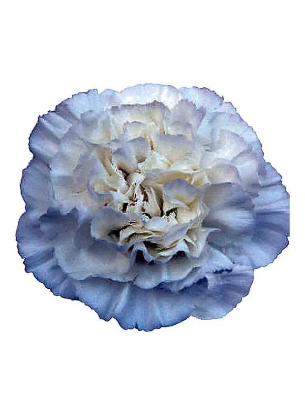 Maruchi bianco - standard carnation young plant H. 10 cm Carnation / Garofano - Azienda Agricola Di Giorgio Antonio Ss