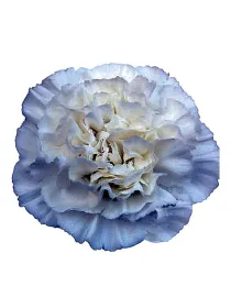 Maruchi bianco - standard carnation young plant H. 10 cm Carnation / Garofano - Azienda Agricola Di Giorgio Antonio Ss