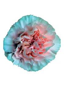 Maruchi rosa fg 8 - standard carnation young plant H. 10 cm Carnation / Garofano - Azienda Agricola Di Giorgio Antonio Ss