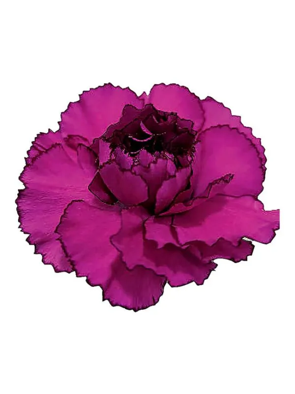 Mudah chiaro - standard carnation young plant H. 10 cm Carnation / Garofano - Azienda Agricola Di Giorgio Antonio Ss