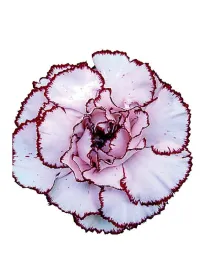 Mudah de 10 - standard carnation young plant H. 10 cm Carnation / Garofano - Azienda Agricola Di Giorgio Antonio Ss