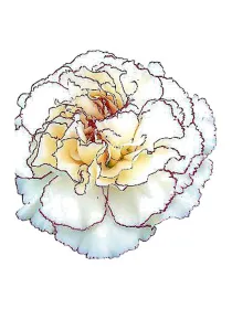 Mudah fb de 10 - standard carnation young plant H. 10 cm Carnation / Garofano - Azienda Agricola Di Giorgio Antonio Ss